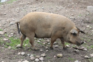 Wildschwein im Tierpark Warder