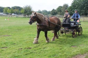 Pferdekutsche im Tierpark Warder