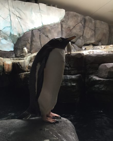 Pinguin Hagenbeck Tierpark